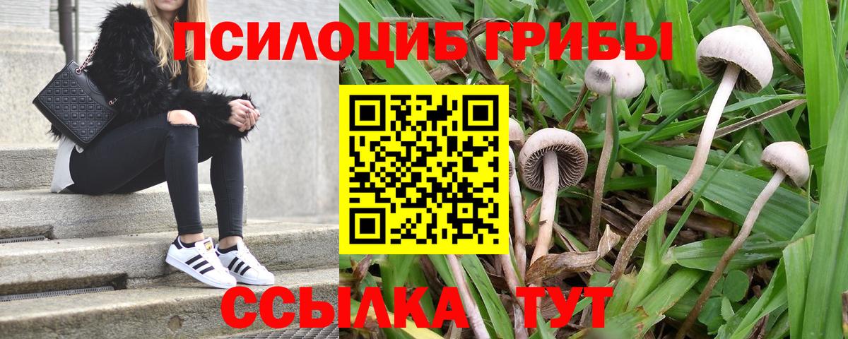 Псилоцибиновые грибы Psilocybe Владивосток